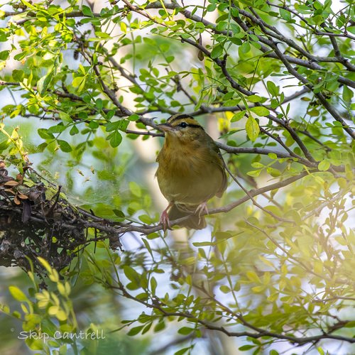 Worm-eating Warbler (Helmitheros vermivorum), photo 8