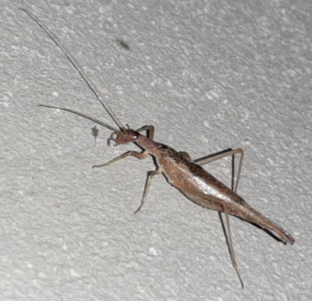 Nicaragua tree cricket