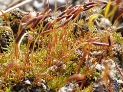 Aloina aloides