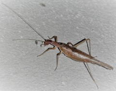 Neoxabea cerrojesusensis