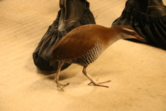 Gallirallus owstoni