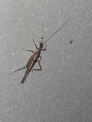 Neoxabea cerrojesusensis