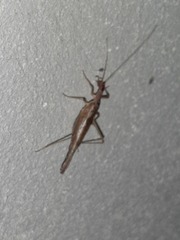 Neoxabea cerrojesusensis