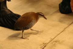 Gallirallus owstoni