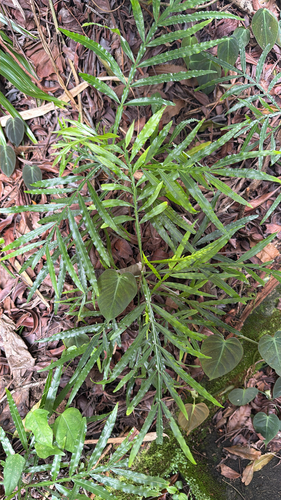 Filicium decipiens observed 2026-03-30