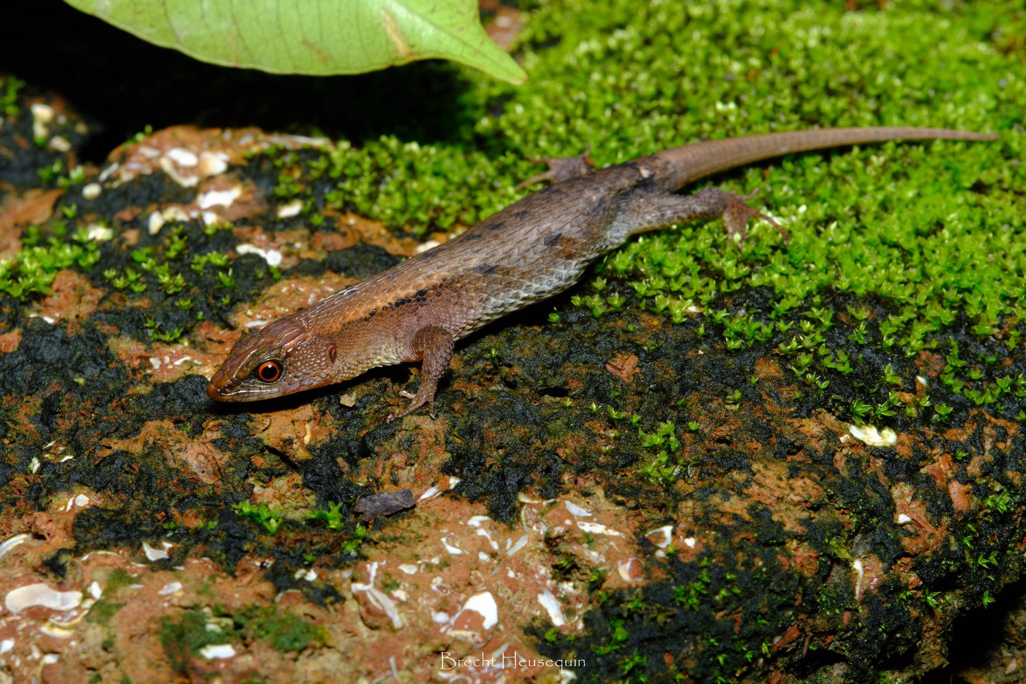 Alopoglossus atriventris Duellman, 1973