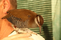 Gallirallus owstoni