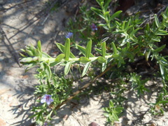 Lobostemon echioides