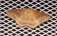 Antepione thisoaria