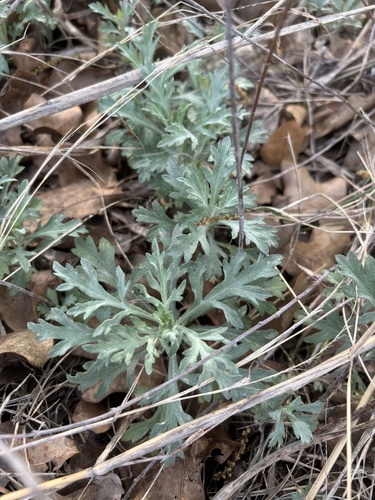 White Sagebrush (Artemisia ludoviciana)
