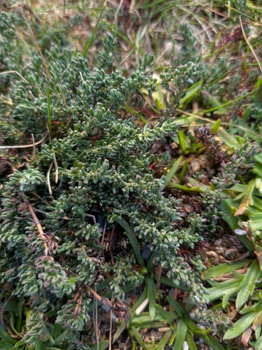 Sea-heath (Frankenia laevis)