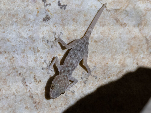 Algerian Fan-fingered Gecko
