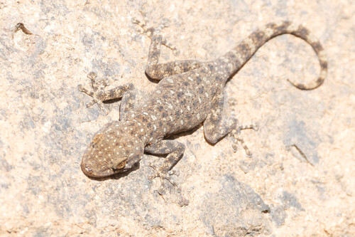 Algerian Fan-fingered Gecko