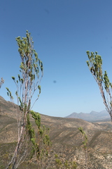 Leucadendron ericifolium