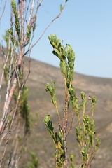 Leucadendron ericifolium