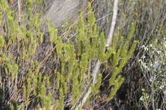 Leucadendron ericifolium