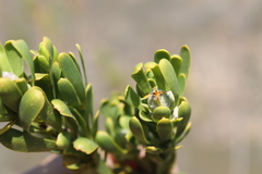 Leucadendron ericifolium
