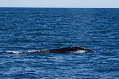 Eubalaena glacialis