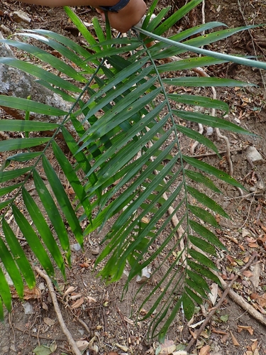 Chamaedorea pochutlensis