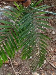 Chamaedorea pochutlensis