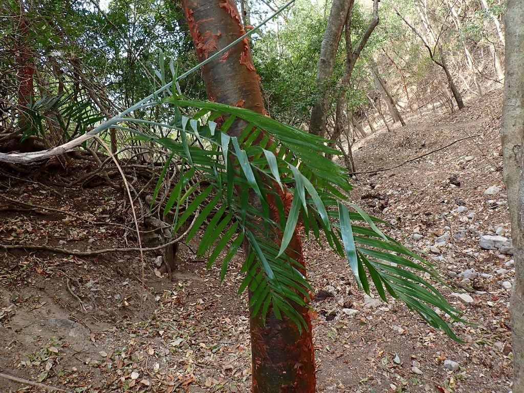 Chamaedorea pochutlensis; photograph (c) Alberto Alcalá, some rights reserved (CC BY)