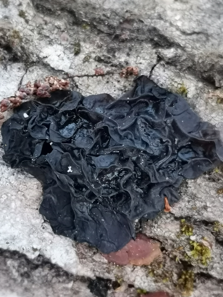 Exidia nigricans · March 2026 · photo: © kaitaaho (iNaturalist, cc0)