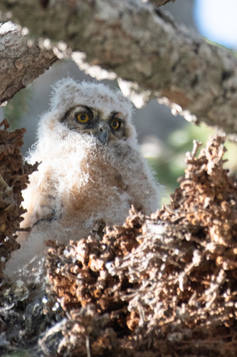 Great Horned Owl photographed in Utah