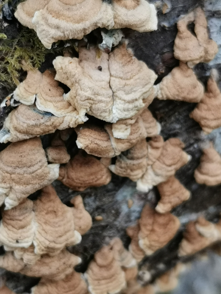 Plicatura crispa · March 2026 · photo: © kaitaaho (iNaturalist, cc0)