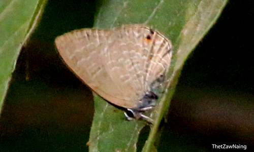 Common Ciliate Blue