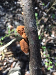 Anthracophyllum