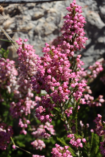 Erica lateralis, photograph 6