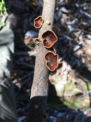 Anthracophyllum
