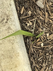 Tillandsia recurvata image
