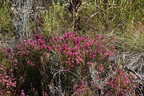 Erica lateralis, photograph 4