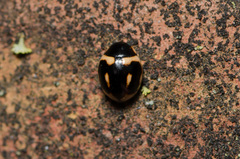 Hyperaspis trifurcata