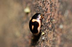 Hyperaspis trifurcata