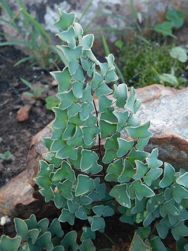 Hard Fern (Pellaea calomelanos)