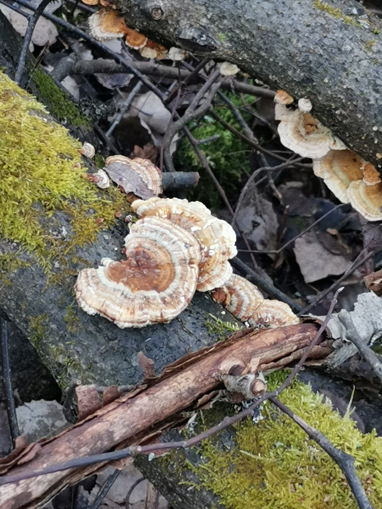Trametes ochracea · March 2026 · photo: © kaitaaho (iNaturalist, cc0)