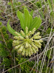 Asclepias lanuginosa