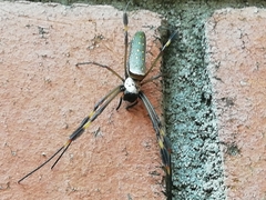 Trichonephila clavipes