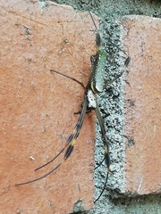 Trichonephila clavipes