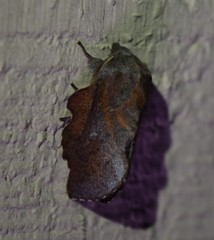 Phyllodesma occidentis