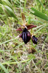 Ophrys mammosa
