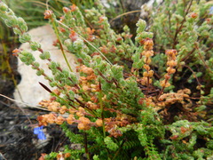 Erica oreotragus