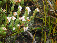 Erica oreotragus