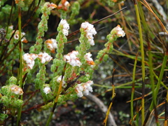 Erica oreotragus