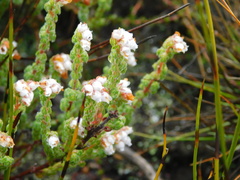 Erica oreotragus