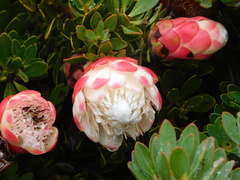 Protea venusta