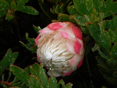 Protea venusta