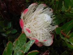 Protea venusta